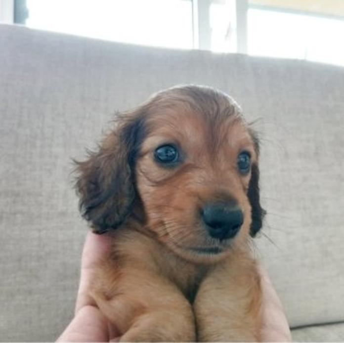 ミニチュアダックスフンド(ロング)(1582)の子犬情報