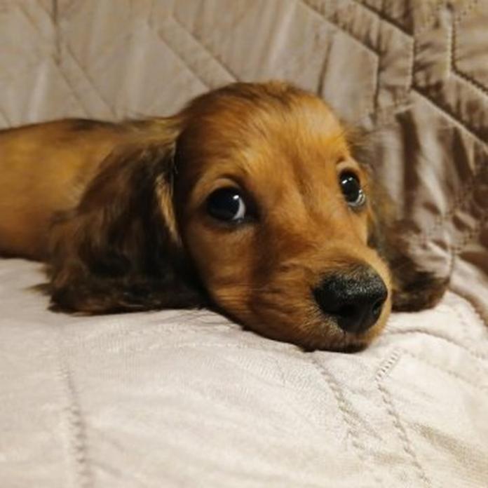 ミニチュアダックスフンド(ロング)(1582)の子犬情報
