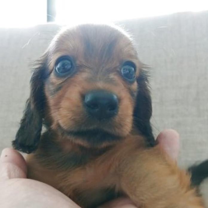 ミニチュアダックスフンド(ロング)(1583)の子犬情報