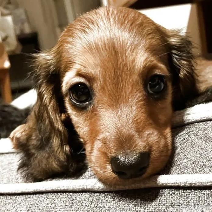 ミニチュアダックスフンド(ロング)(1583)の子犬情報