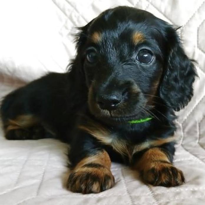 ミニチュアダックスフンド(ロング)(1584)の子犬情報