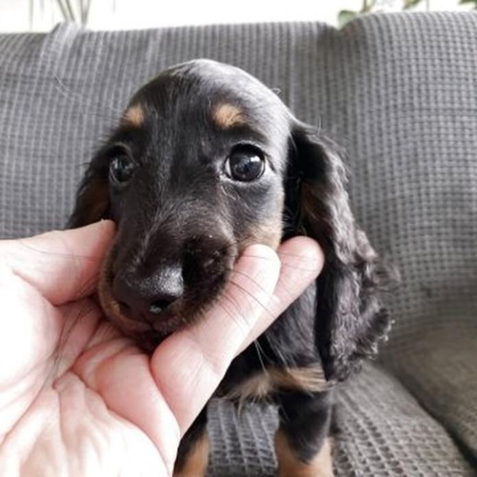 ミニチュアダックスフンド(ロング)(栃木県・男の子・2026/05/19・ブラックタン)の子犬情報! | 小池 昌則ブリーダー(1584)