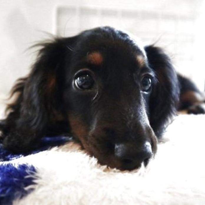 ミニチュアダックスフンド(ロング)(栃木県・男の子・2026/05/19・ブラックタン)の子犬情報! | 小池 昌則ブリーダー(1584)
