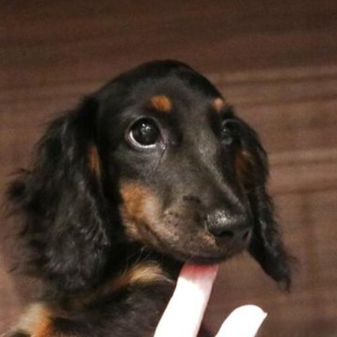 ミニチュアダックスフンド(ロング)(栃木県・男の子・2026/05/19・ブラックタン)の子犬情報! | 小池 昌則ブリーダー(1584)