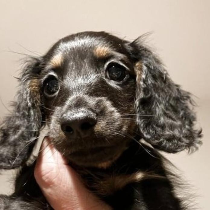 ミニチュアダックスフンド(ロング)(1584)の子犬情報