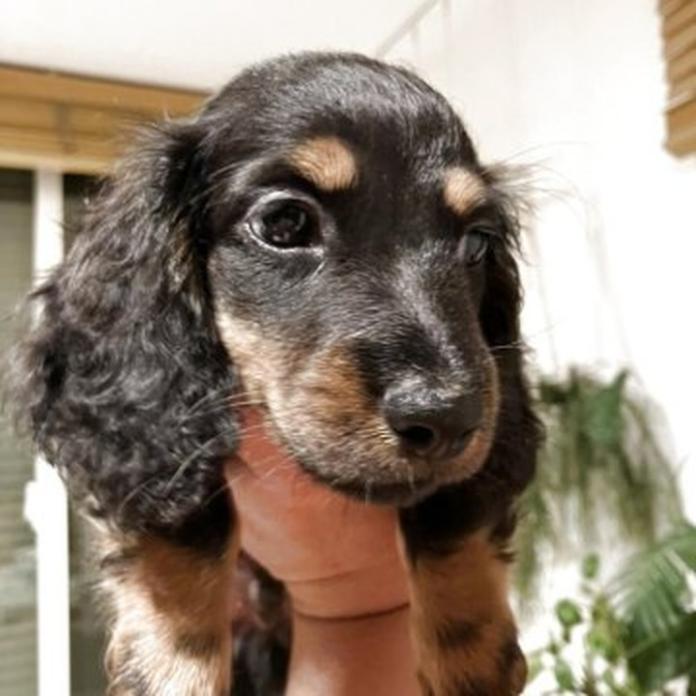 ミニチュアダックスフンド(ロング)(1585)の子犬情報