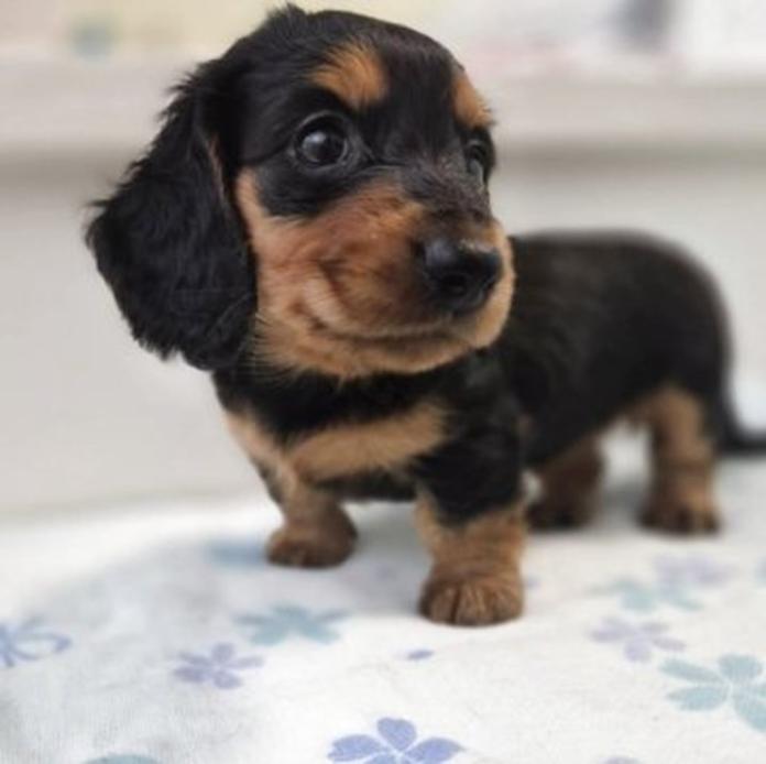 ミニチュアダックスフンド(ロング)(栃木県・女の子・2026/06/19・ブラックタン)の子犬情報! | 小池 昌則ブリーダー(1742)