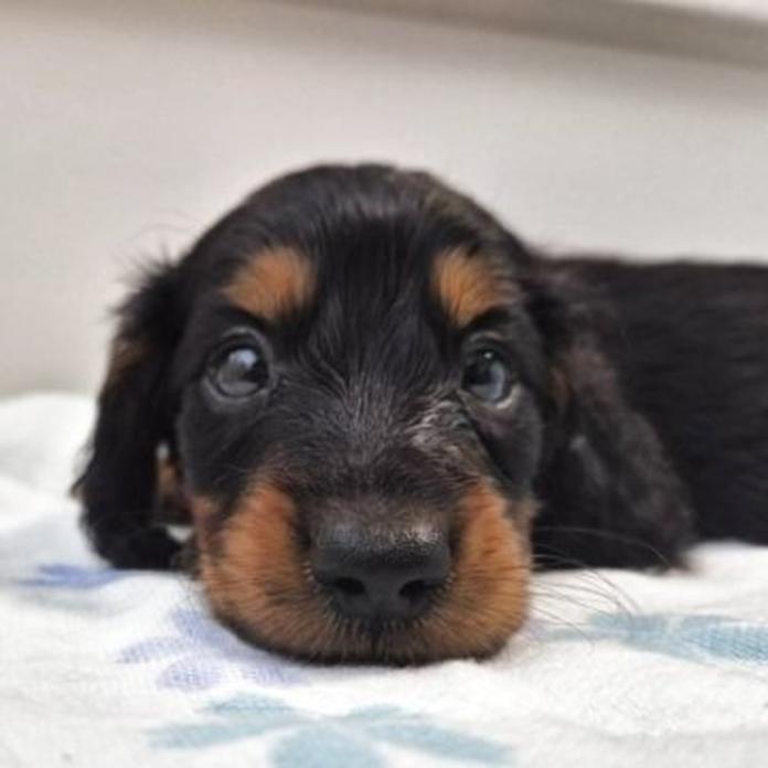 ミニチュアダックスフンド(ロング)(栃木県・男の子・2026/06/19・ブラックタン)の子犬情報! | 小池 昌則ブリーダー(1743)