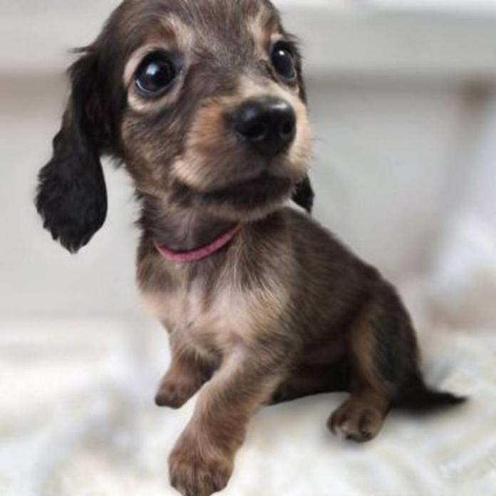 ミニチュアダックスフンド(ロング)(1815)の子犬情報