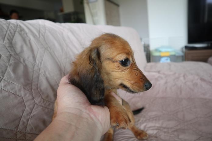 ミニチュアダックスフンド(ロング)(1815)の子犬情報