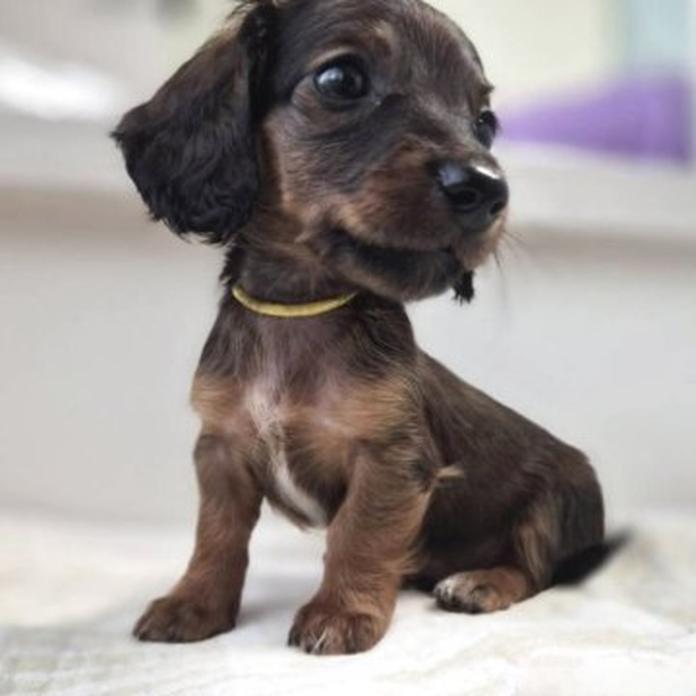 ミニチュアダックスフンド(ロング)(1816)の子犬情報