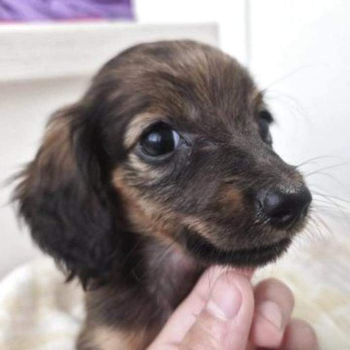 ミニチュアダックスフンド(ロング)(1817)の子犬情報