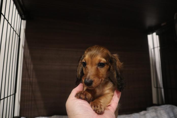 ミニチュアダックスフンド(ロング)(栃木県・男の子・2026/06/29・レッド)の子犬情報! | 小池 昌則ブリーダー(1818)