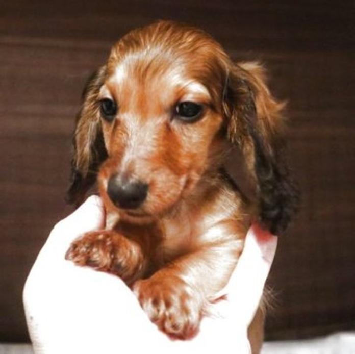 ミニチュアダックスフンド(ロング)(栃木県・男の子・2026/06/29・レッド)の子犬情報! | 小池 昌則ブリーダー(1818)