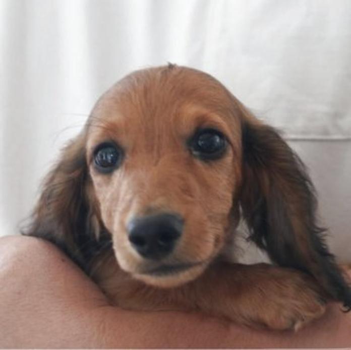 ミニチュアダックスフンド(ロング)(栃木県・男の子・2026/06/29・レッド)の子犬情報! | 小池 昌則ブリーダー(1818)