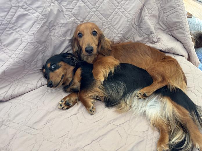 ミニチュアダックスフンド(ロング)(栃木県・男の子・2025/02/20・シェーデッドレッド)の子犬情報! | 小池 昌則ブリーダー(225)