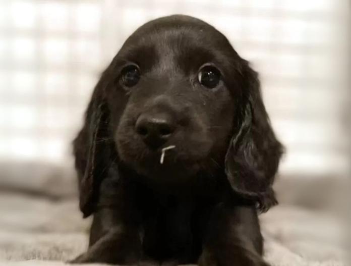 犬のプロフィール画像
