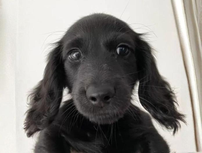 犬のプロフィール画像