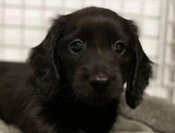 犬のプロフィール画像