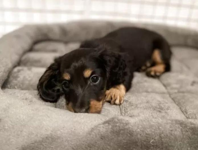 犬のプロフィール画像