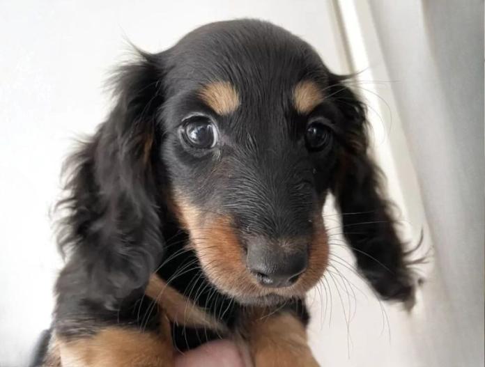 犬のプロフィール画像