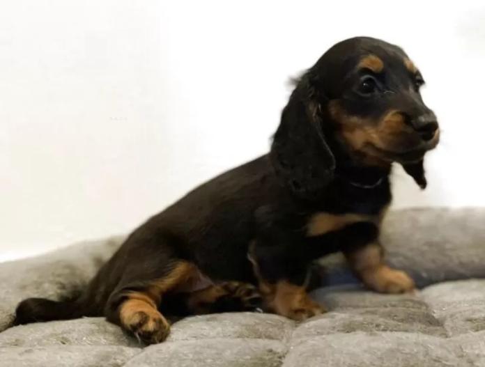 犬のプロフィール画像