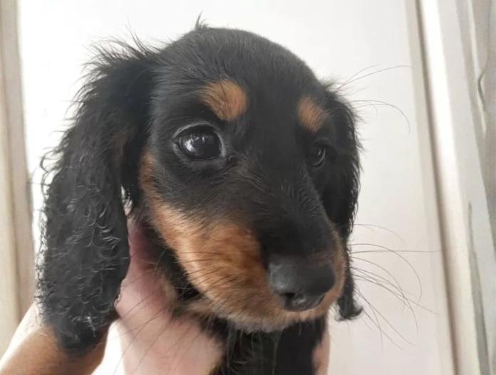 犬のプロフィール画像
