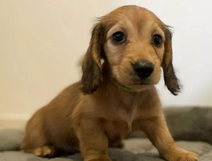 犬のプロフィール画像