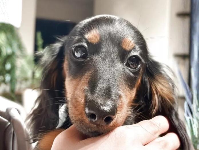 ミニチュアダックスフンド(ロング)(栃木県・女の子・2025/08/16・ブラックタン)の子犬情報! | 小池 昌則ブリーダー(655)