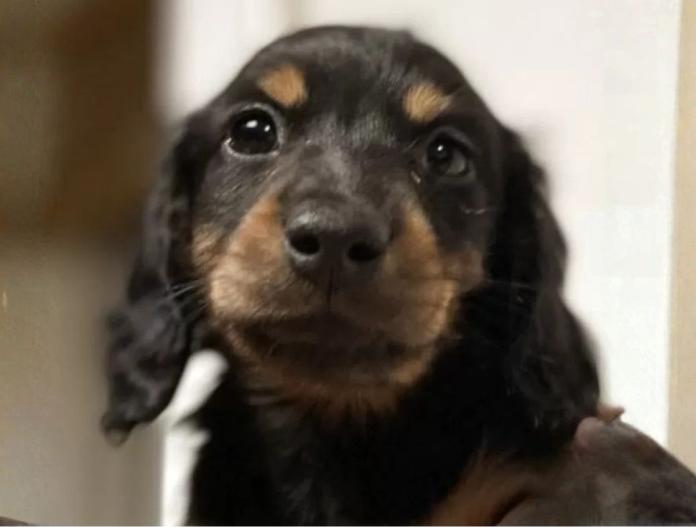 ミニチュアダックスフンド(ロング)(栃木県・女の子・2025/10/02・ブラックタン)の子犬情報! | 小池 昌則ブリーダー(797)