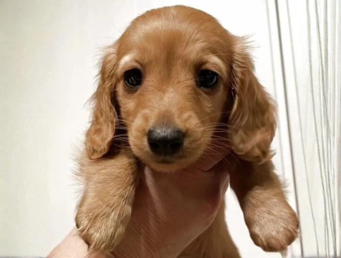 ミニチュアダックスフンド(ロング)(栃木県・女の子・2025/10/02・レッド(ゴールド))の子犬情報! | 小池 昌則ブリーダー(798)