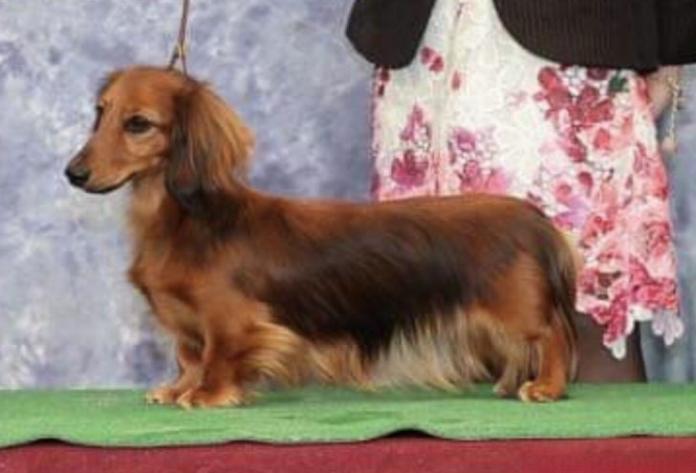 犬のプロフィール画像