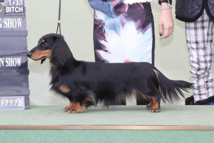 犬のプロフィール画像