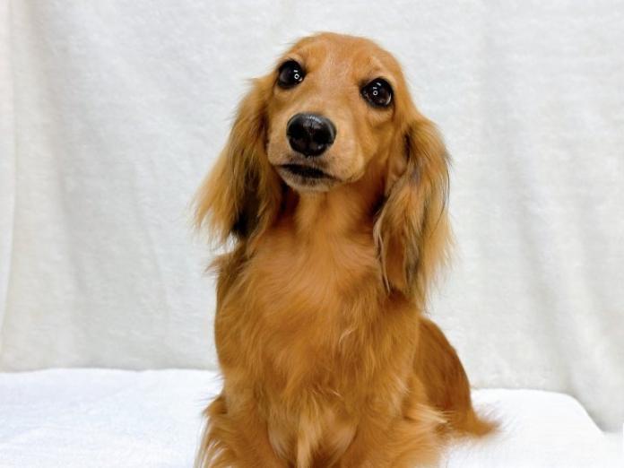 酒井 あゆこブリーダー(愛知県)の情報・子犬一覧