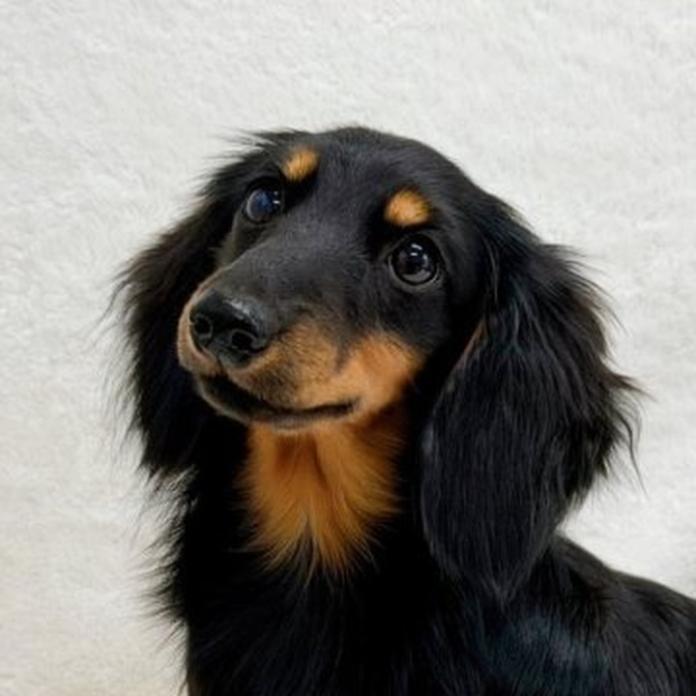 ミニチュアダックスフンド(ロング)(1732)の子犬情報