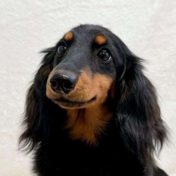 ミニチュアダックスフンド(ロング)(1733)の子犬情報