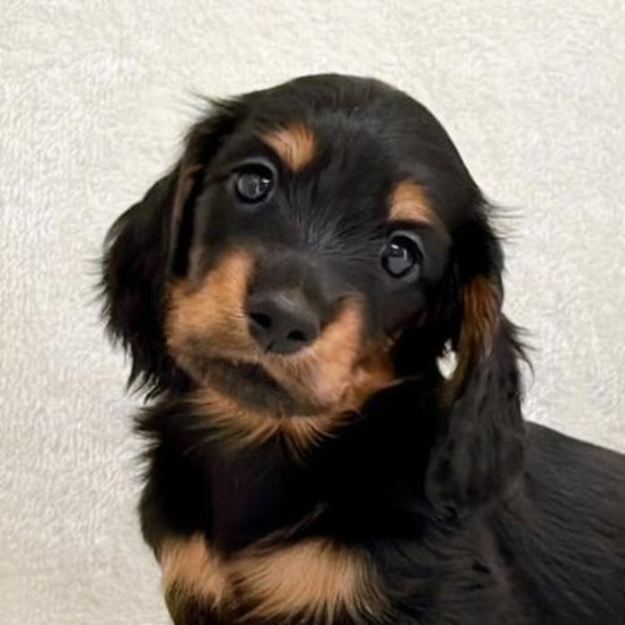 ミニチュアダックスフンド(ロング)(1832)の子犬情報