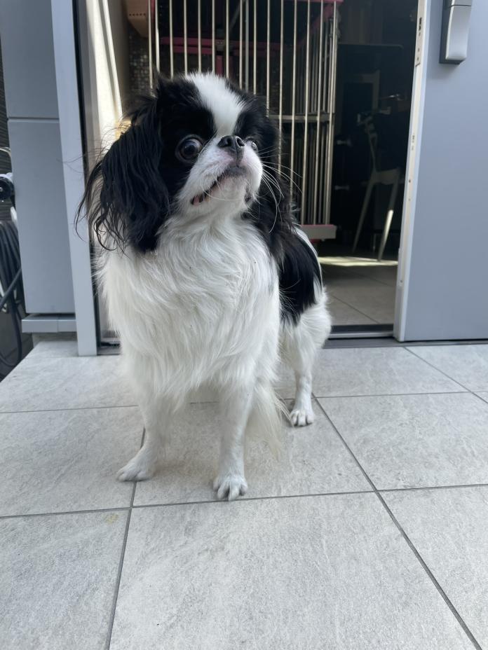 犬のプロフィール画像