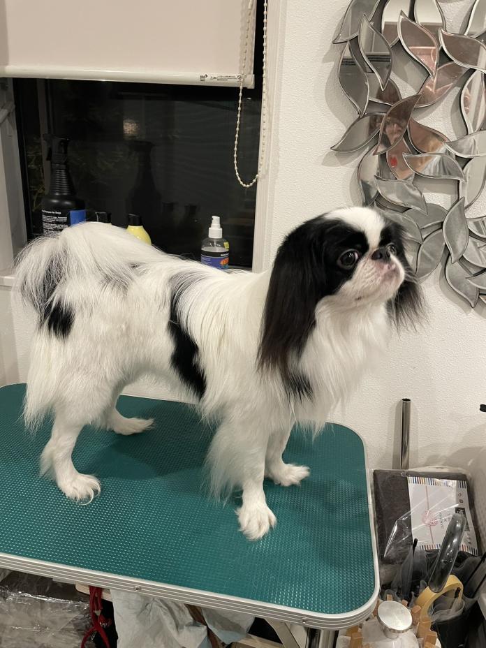 犬のプロフィール画像
