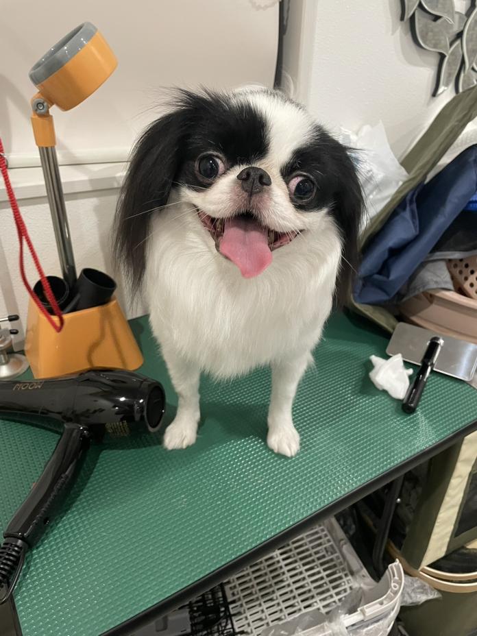 犬のプロフィール画像