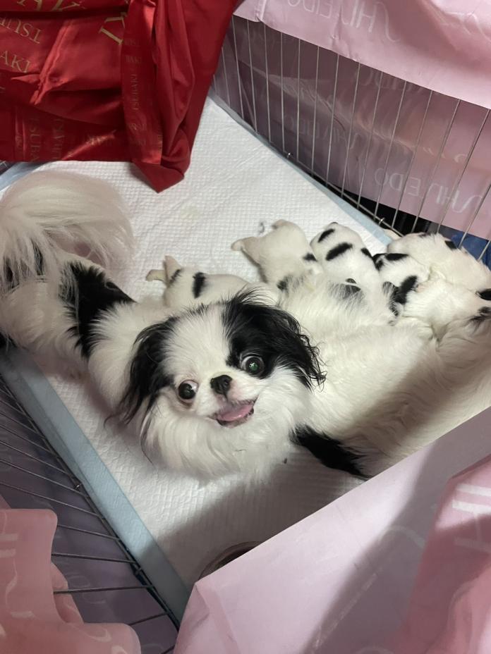犬のプロフィール画像