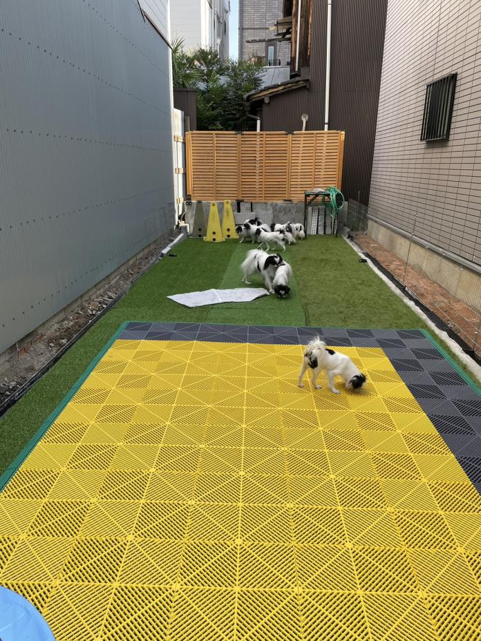 桐畑 奈津未ブリーダー(大阪府)の情報・子犬一覧