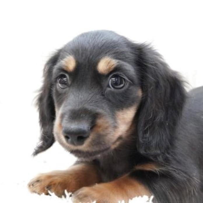 ミニチュアダックスフンド(ロング)(1767)の子犬情報