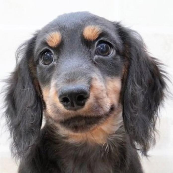 ミニチュアダックスフンド(ロング)(1767)の子犬情報