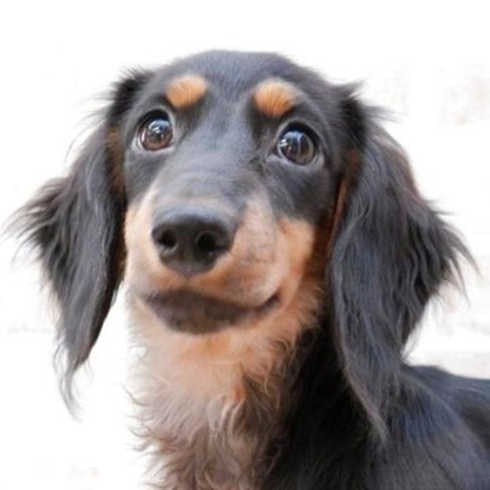 ミニチュアダックスフンド(ロング)(1767)の子犬情報