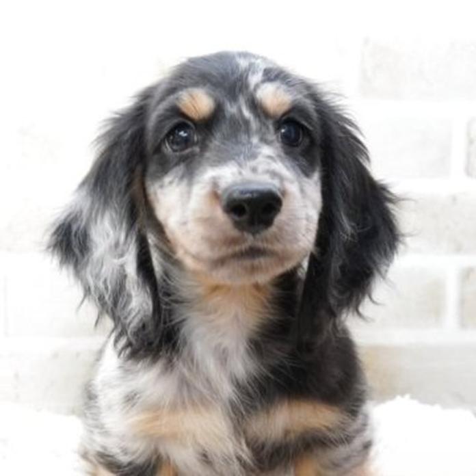 ミニチュアダックスフンド(ロング)(1768)の子犬情報