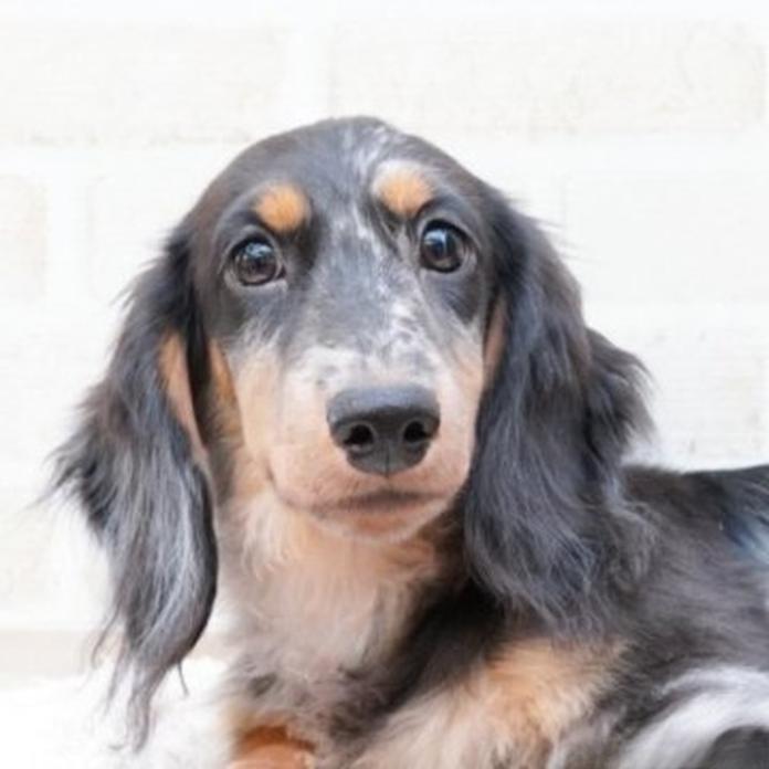 ミニチュアダックスフンド(ロング)(1768)の子犬情報