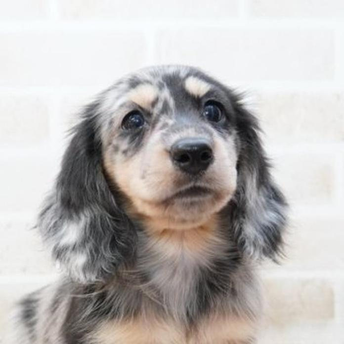 ミニチュアダックスフンド(ロング)(1774)の子犬情報