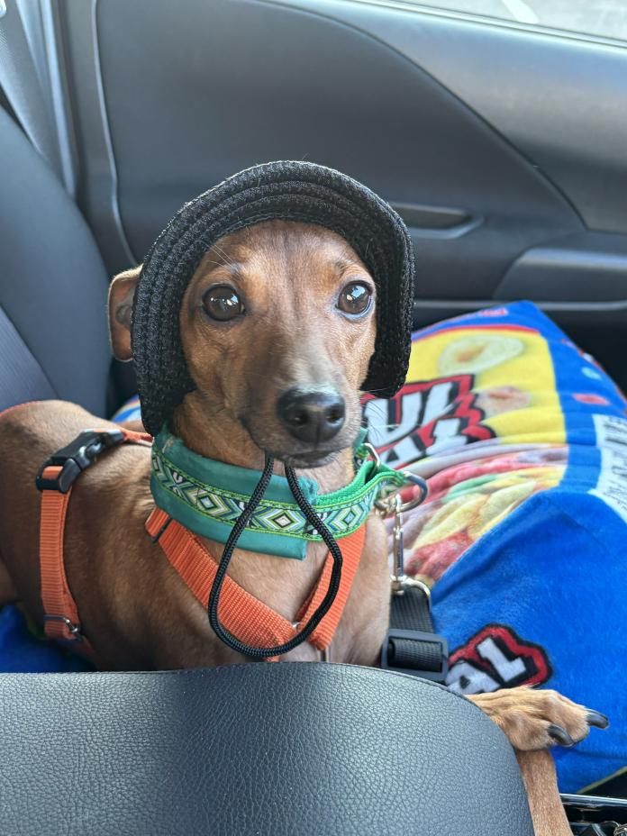 犬のプロフィール画像