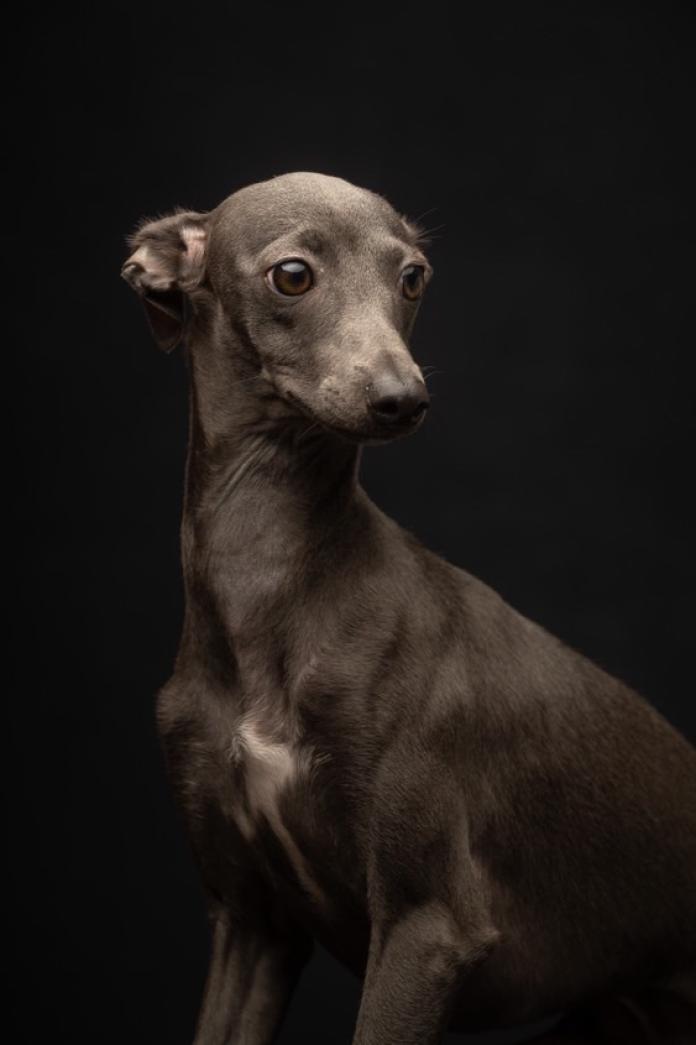 犬のプロフィール画像